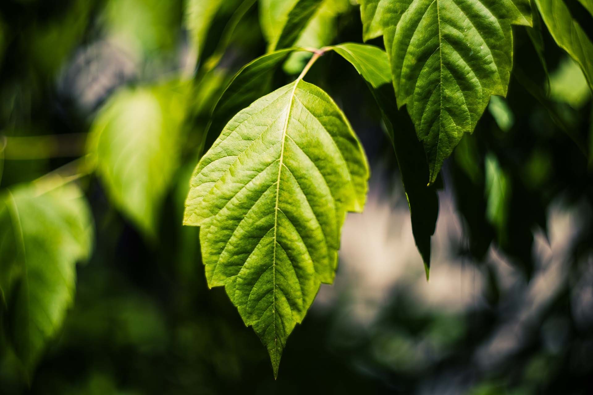 Beautiful Leaves